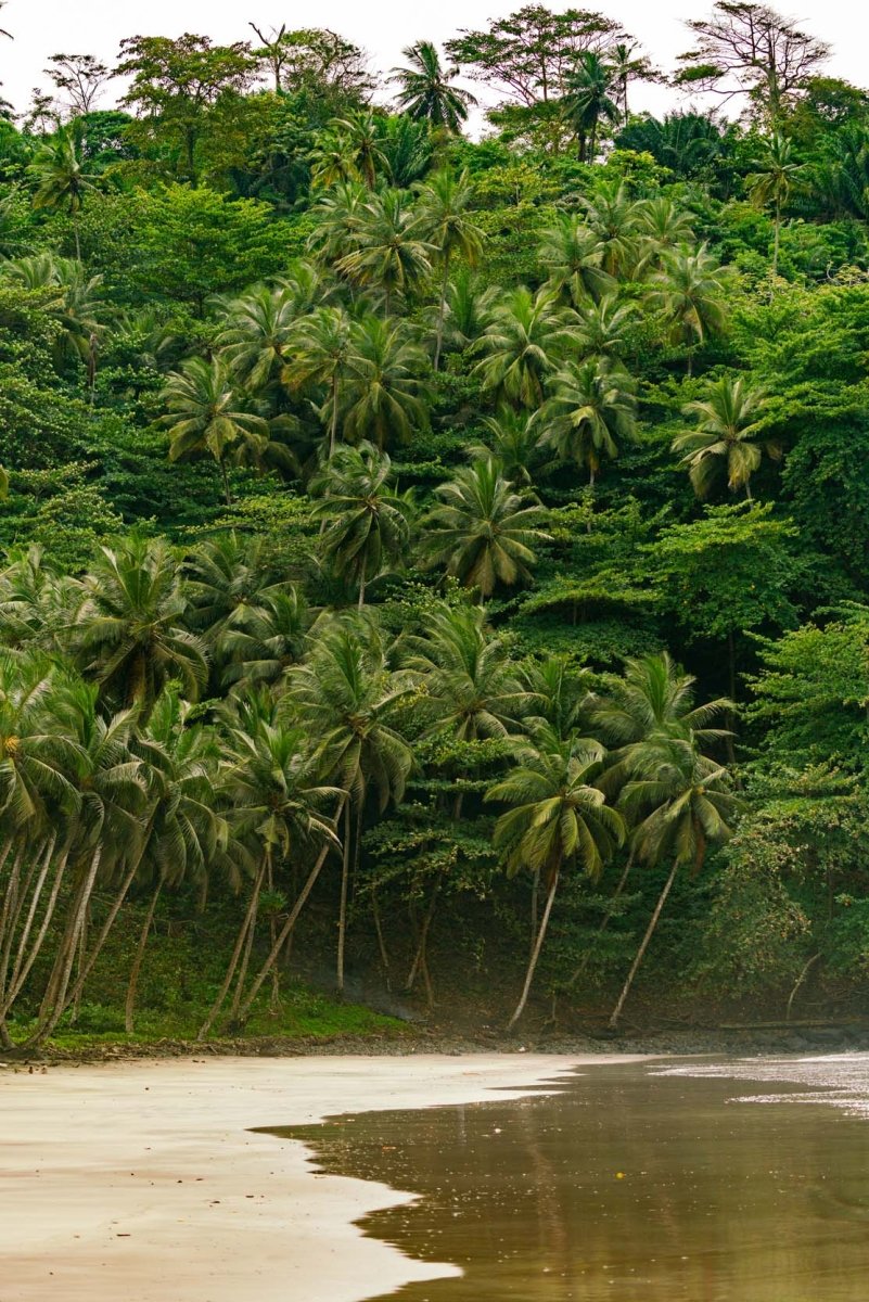 Tall cliff wall of palm trees and vegetation overlooking sete ondas beach