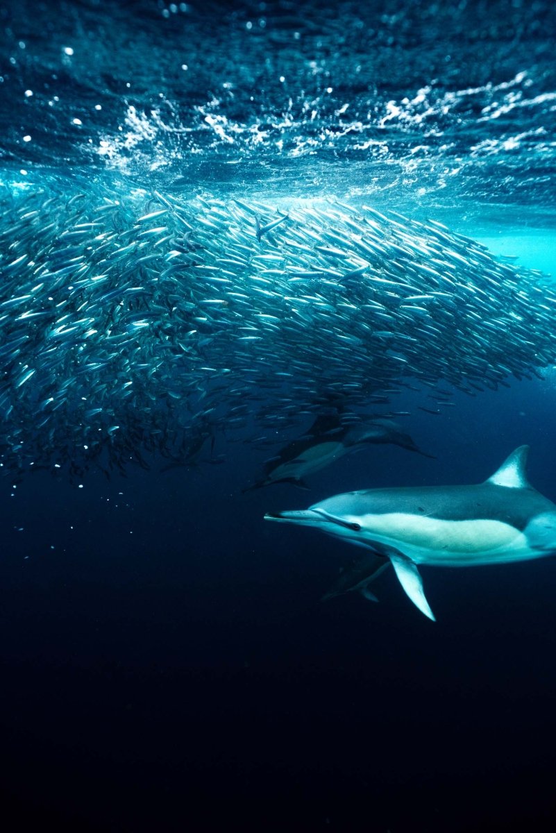 A few dolphins about to feed on a bait ball of sardines.