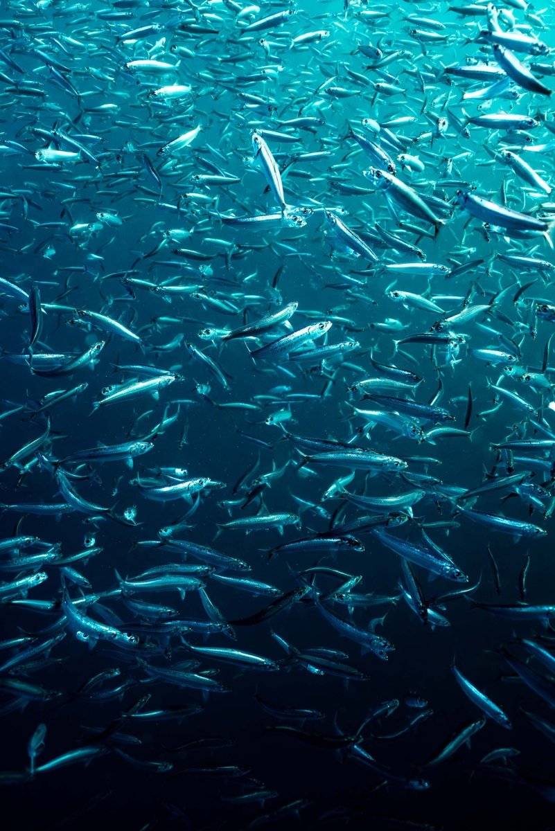 A large group of sardines swimming in all directions underwater.