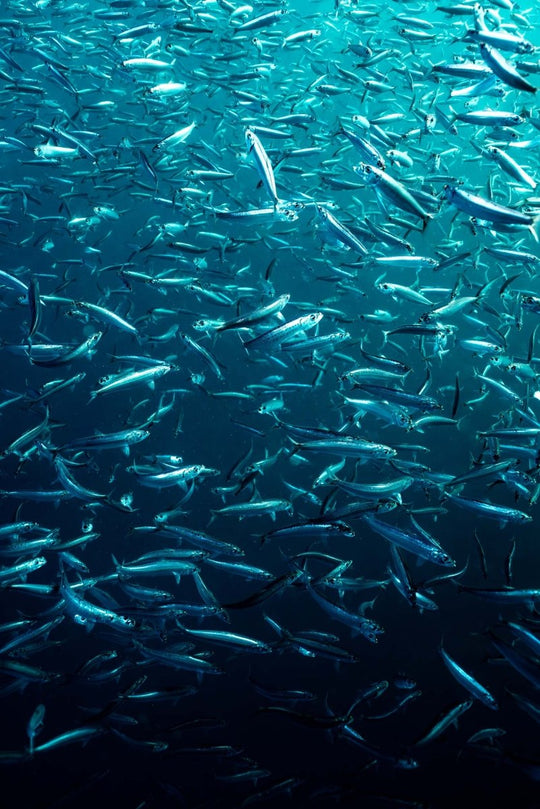 A large group of sardines swimming in all directions underwater.