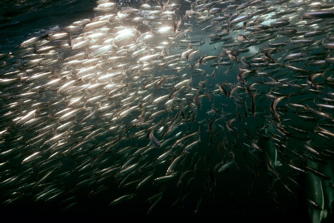 Underwater image taken while swimming with sardines along the wild coast of South Africa.