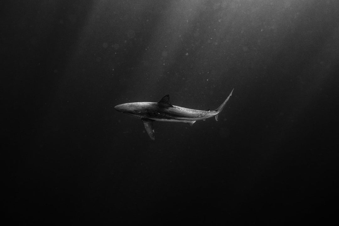 Black and white image of shark swimming.