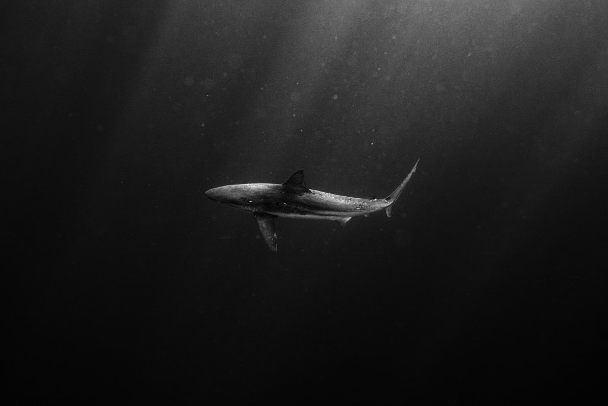 Black and white image of shark swimming.