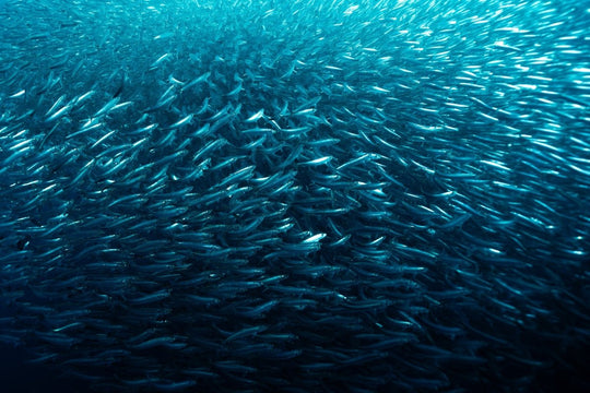 Silver Sea (1 of 5)