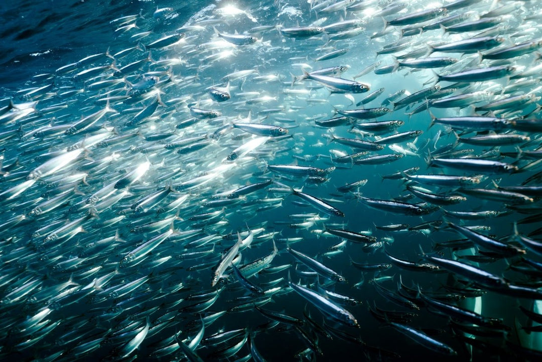 Sardines grouped together on sardine run expedition in south africa.
