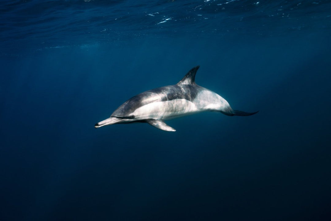 One single spinner dolphin swimming by in blue water.