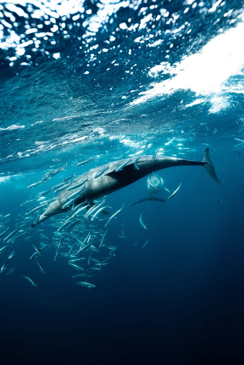 A dolphin glides along sardines and waves in clear blue water.