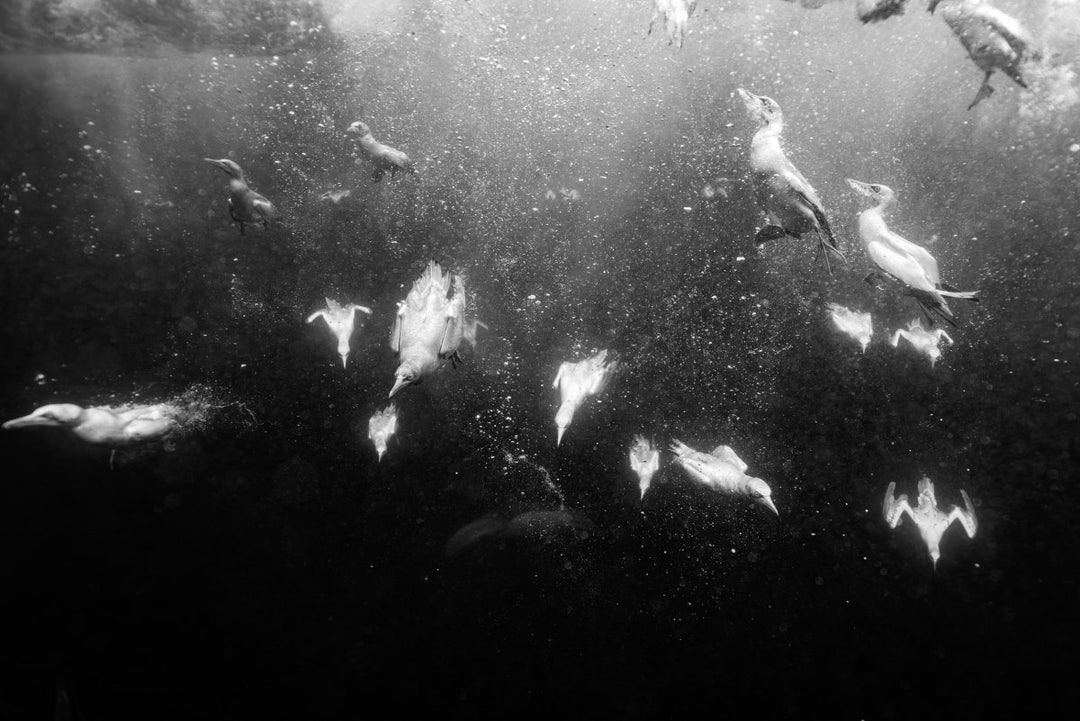 Multiple gannets diving into water to try catch sardines.