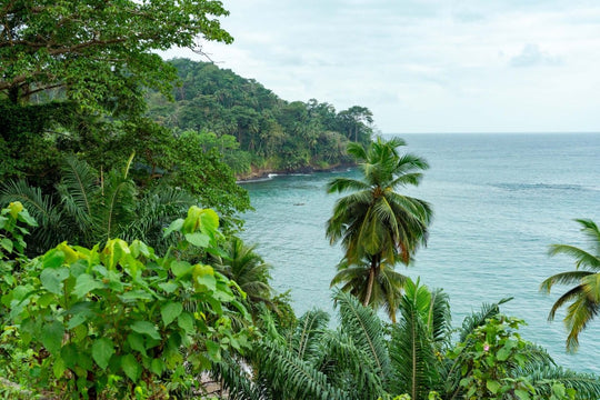 Lush green palm trees and forest overlooking the calm sea with a canoe paddling in the warm ocean water.