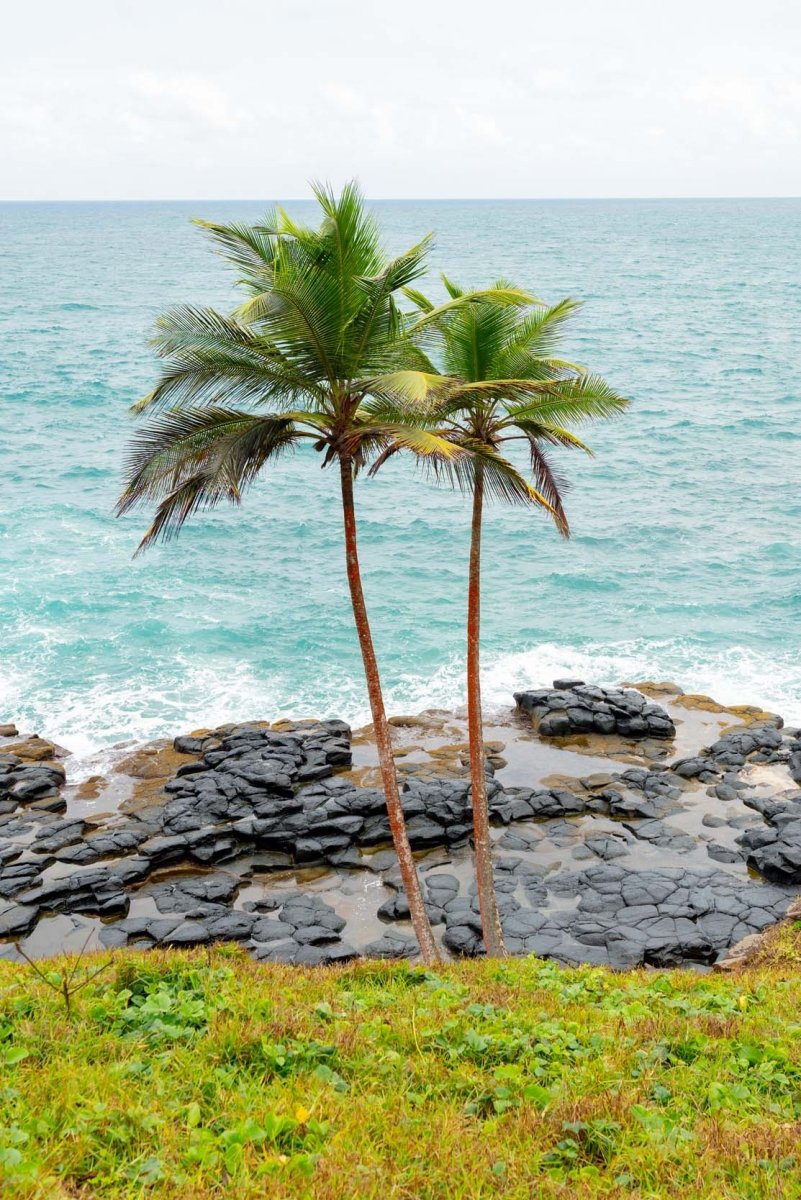 Two palm trees overlooking the volcanic rocks and coastline of Sao Tome and Principe.