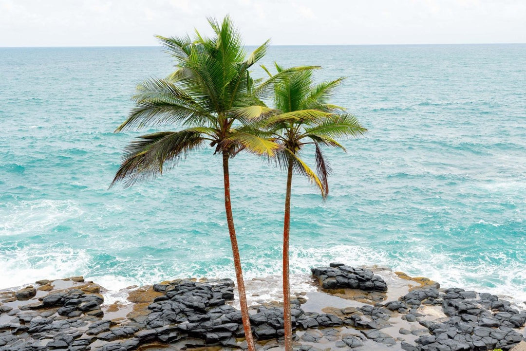 Two palm trees and volcanic rock amidst a coastal backdrop in Sao Tome.