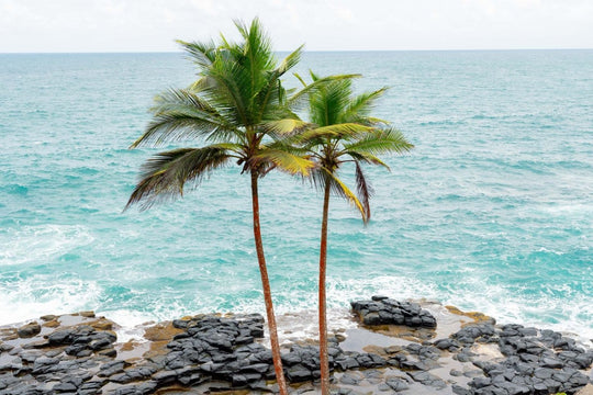 Two palm trees and volcanic rock amidst a coastal backdrop in Sao Tome.