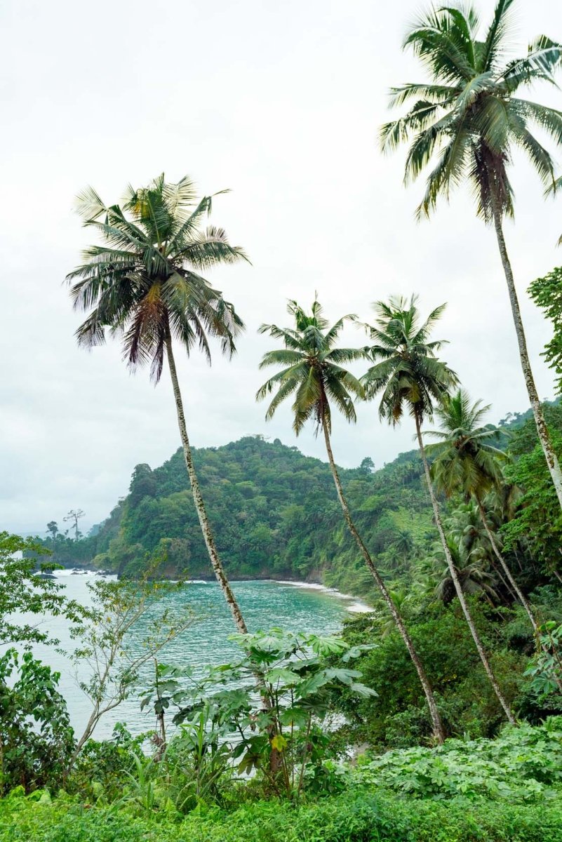Green palm trees and vegetation overlooking rolling lush hills and the sea