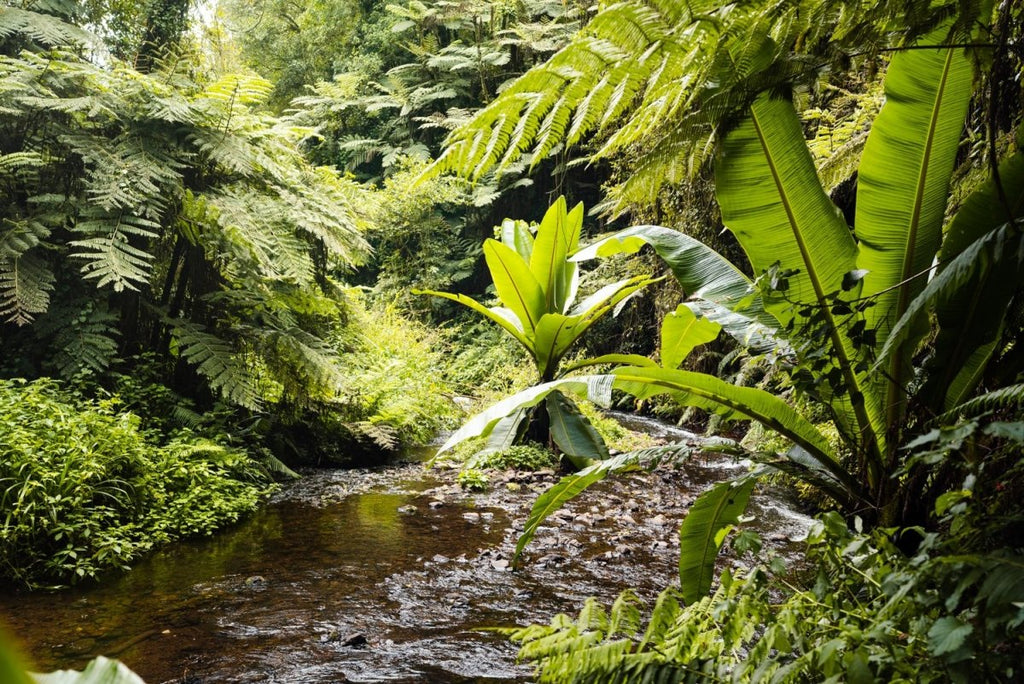 Water flowing down river in a green jungle in Kenya