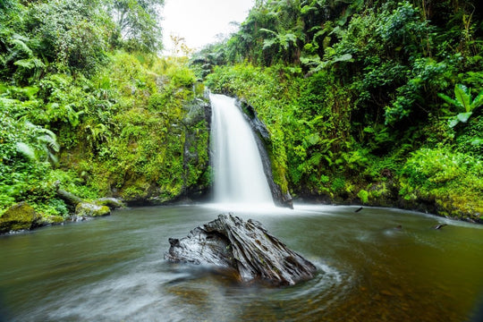 Green plants and a waterfall flowing in Mt Kenya