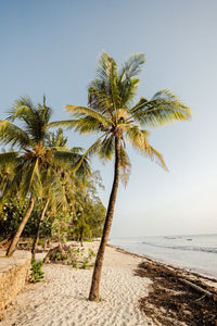 Palm trees on malindi beach in kenya