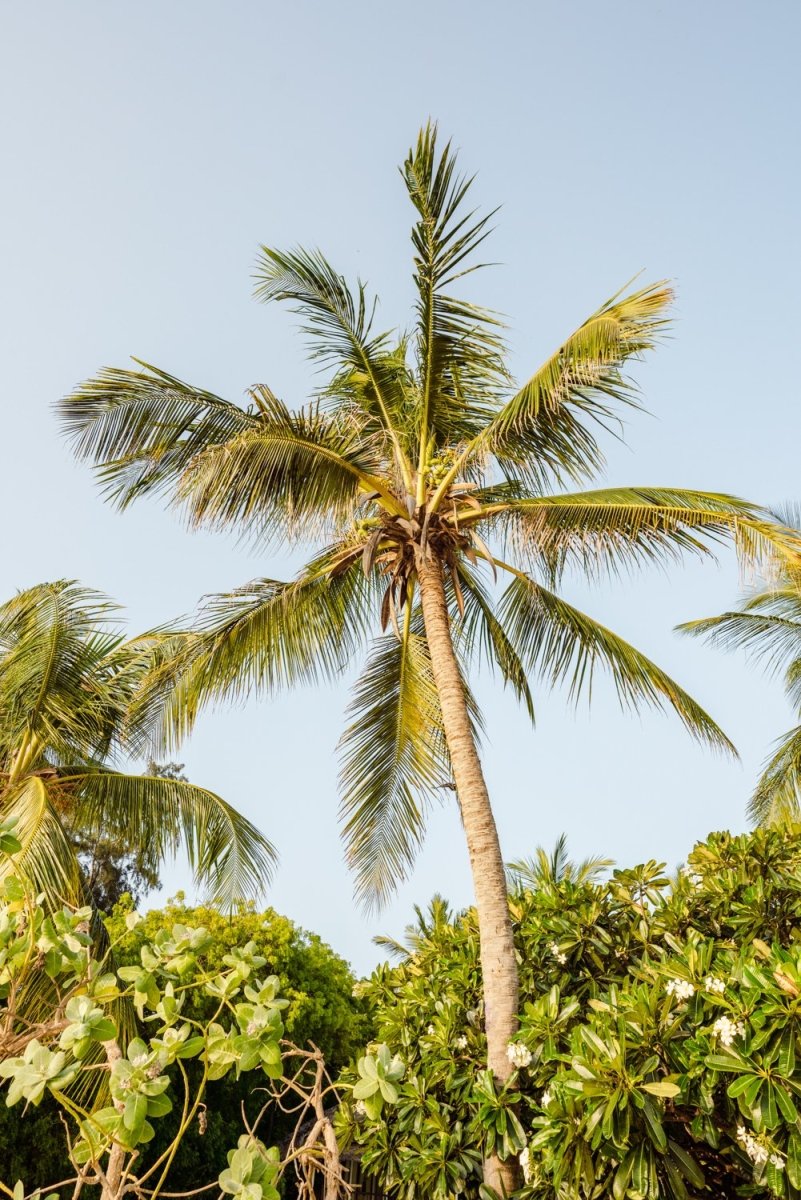 A palm tree in the sky in kenya