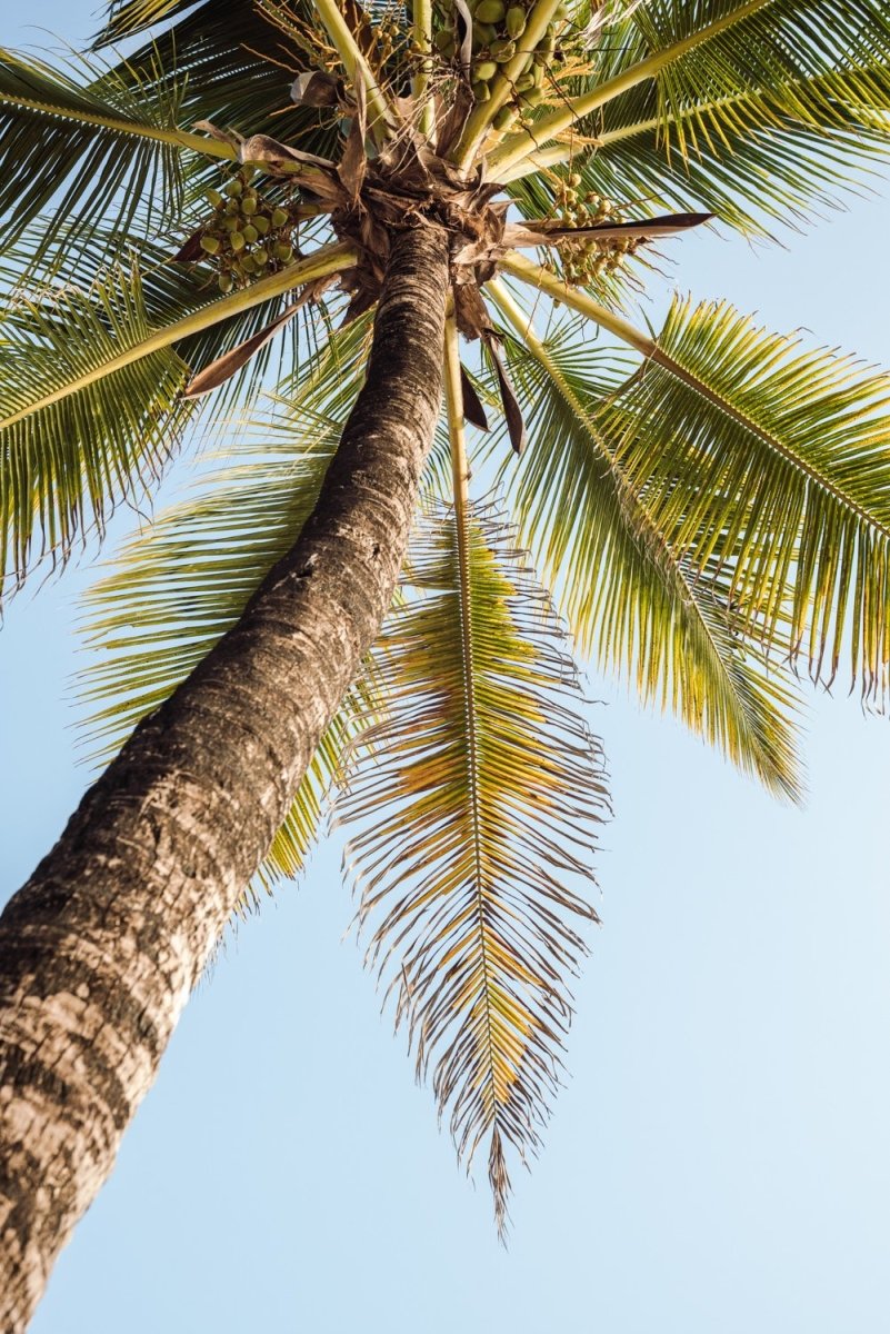 One palm tree on malindi beach in kenya