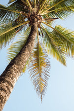One palm tree on malindi beach in kenya