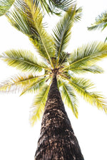 Green palm tree against white sky in Malindi Beach Kenya