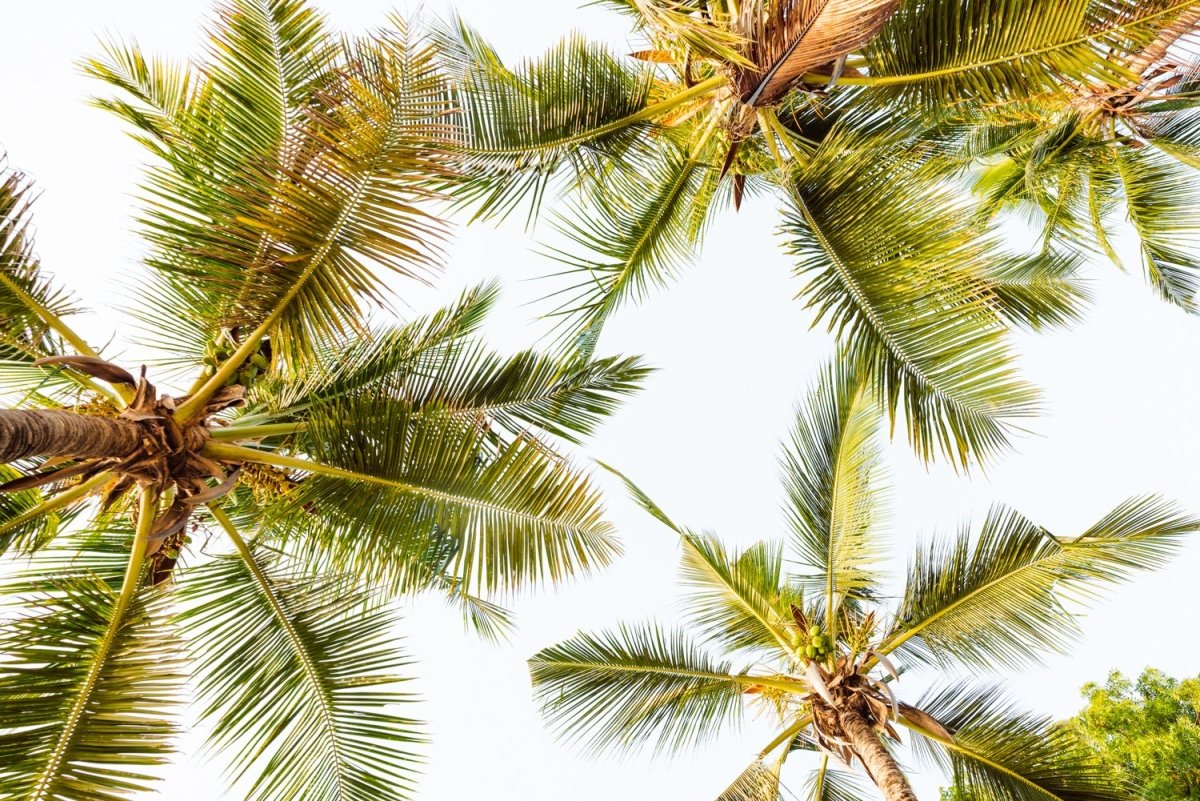 Green palm trees pattern and white sky in Kenya