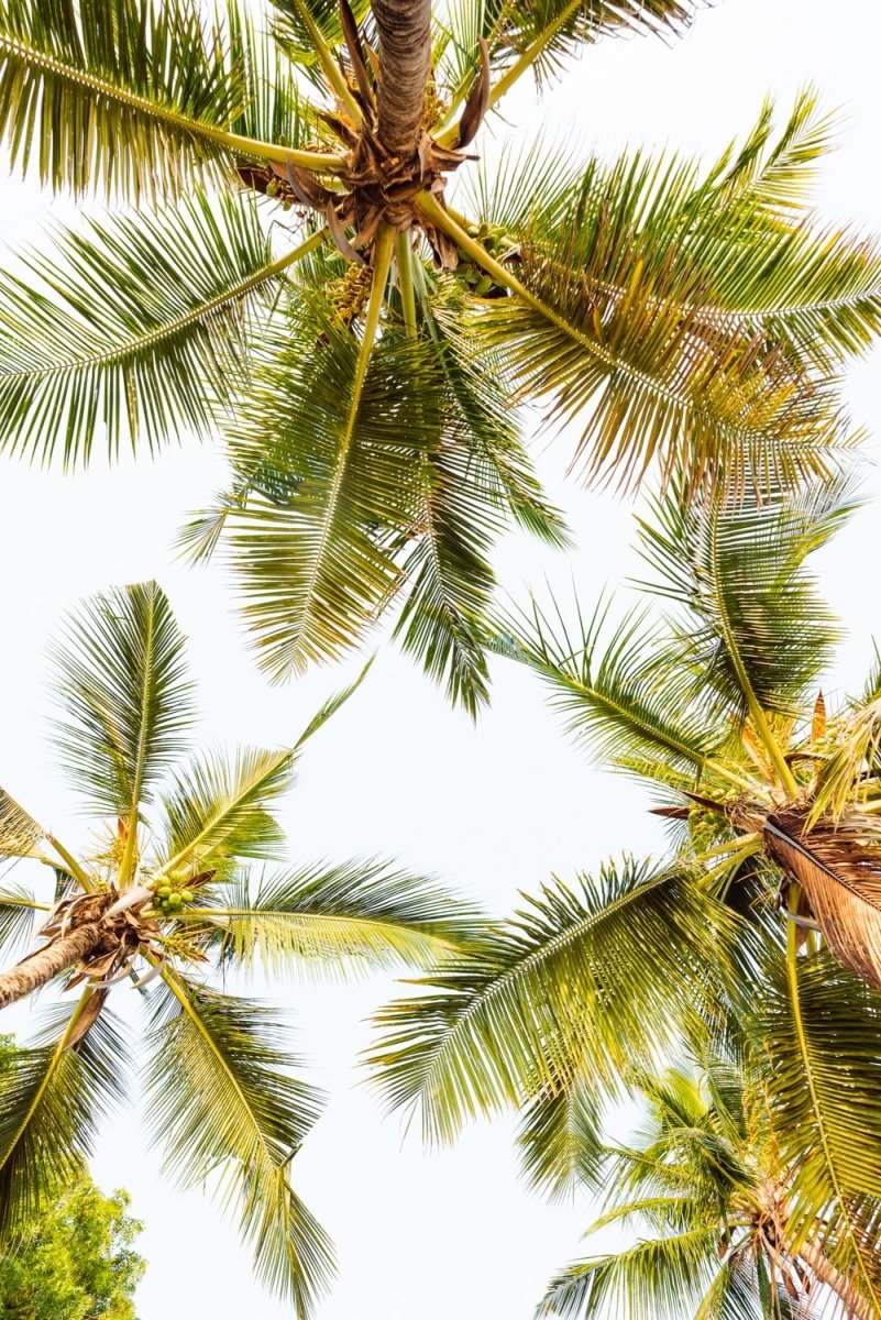 Green palm trees pattern and white sky in Kenya