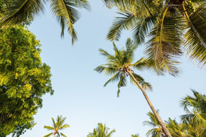 Green palm trees and blue sky in Kenya