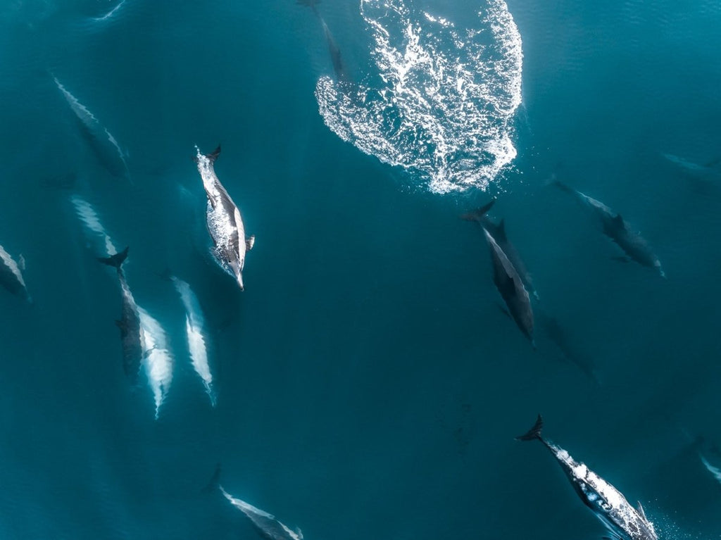 Aerial of pod of dolphins swimming in dark blue ocean in Cape Town