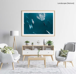 Aerial of pod of dolphins swimming in dark blue ocean in Cape Town in a natural fine art frame