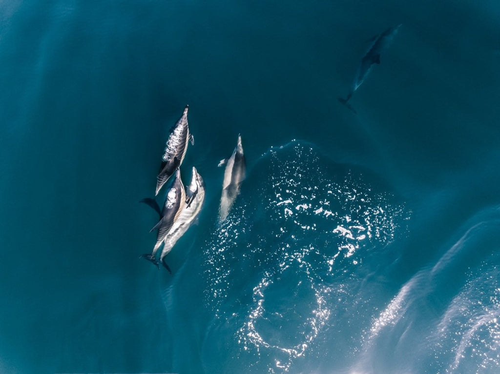 Aerial of dolphins swimming in dark blue sea in Cape Town
