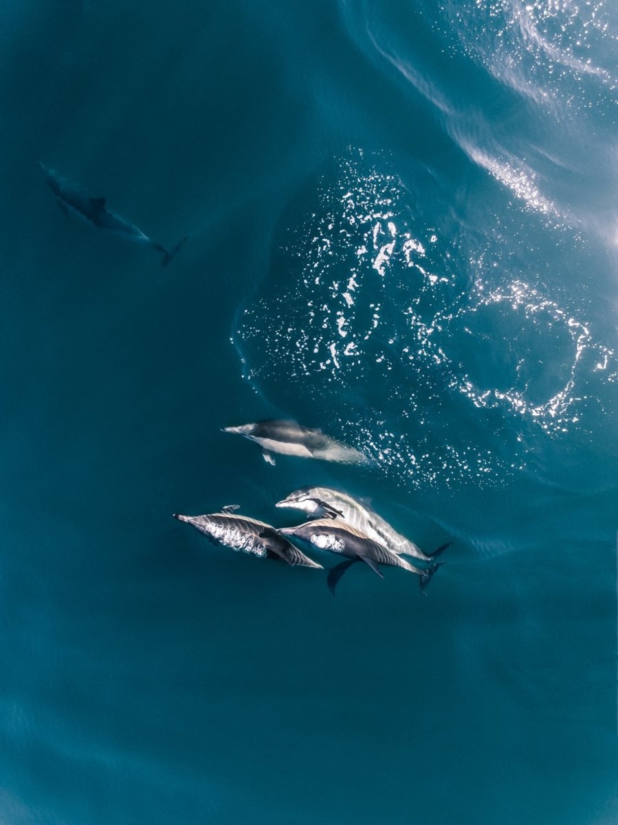 Aerial of dolphins swimming in dark blue sea in Cape Town