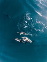 Aerial of dolphins swimming in dark blue sea in Cape Town