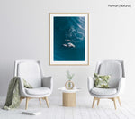 Aerial of dolphins swimming in dark blue sea in Cape Town in a natural fine art frame