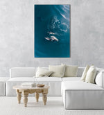 Aerial of dolphins swimming in dark blue sea in Cape Town in a natural fine art frame