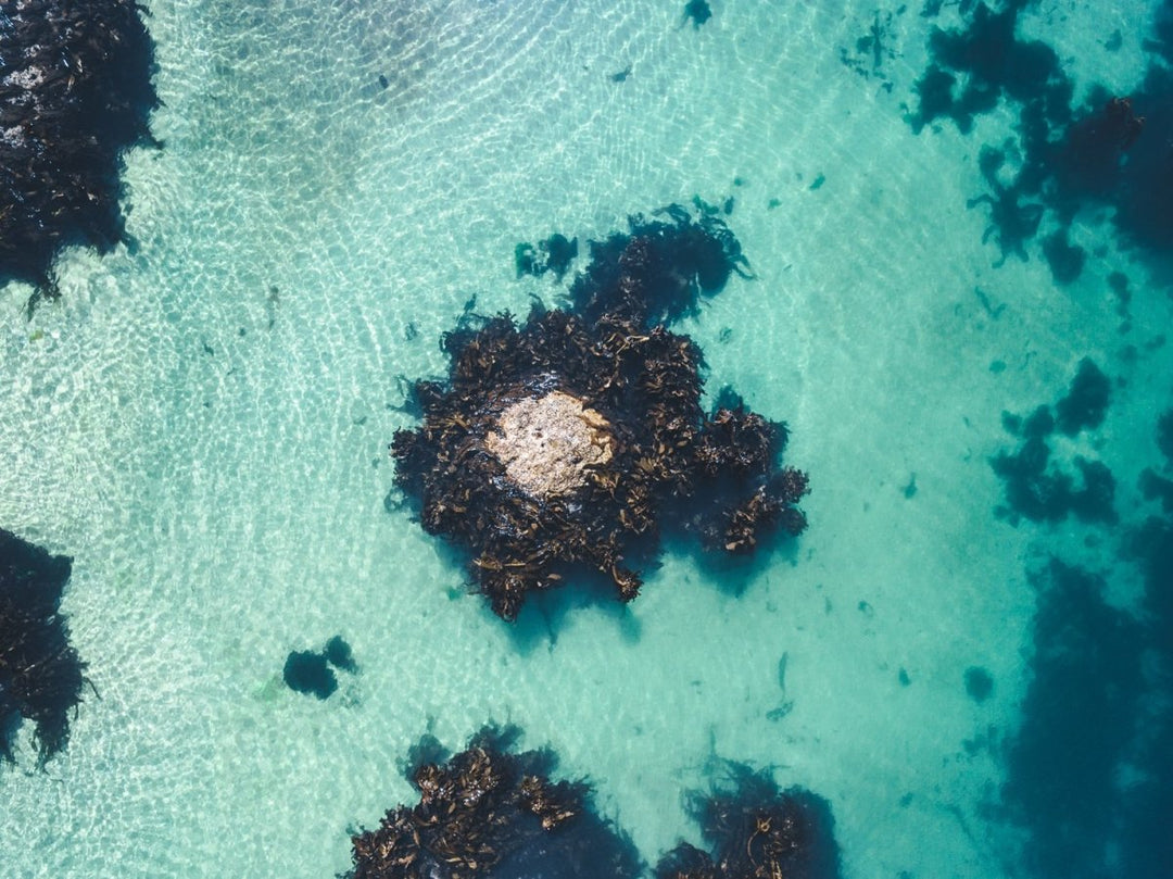 One rock with seaweed in middle of blue green water from above