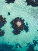 One rock with seaweed in middle of blue green water from above