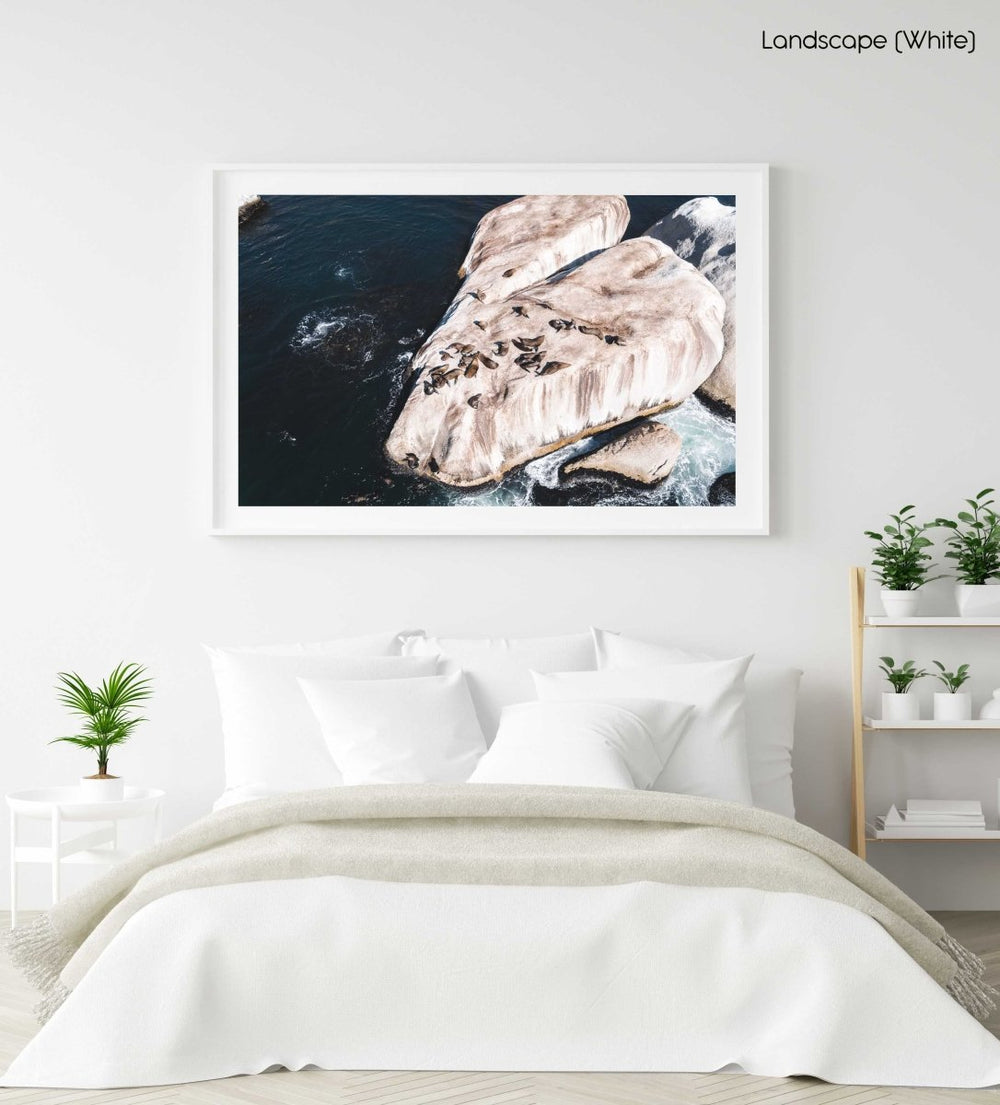 Aerial of seals lying on a big rock at Oudekraal Cape Town in a white fine art frame
