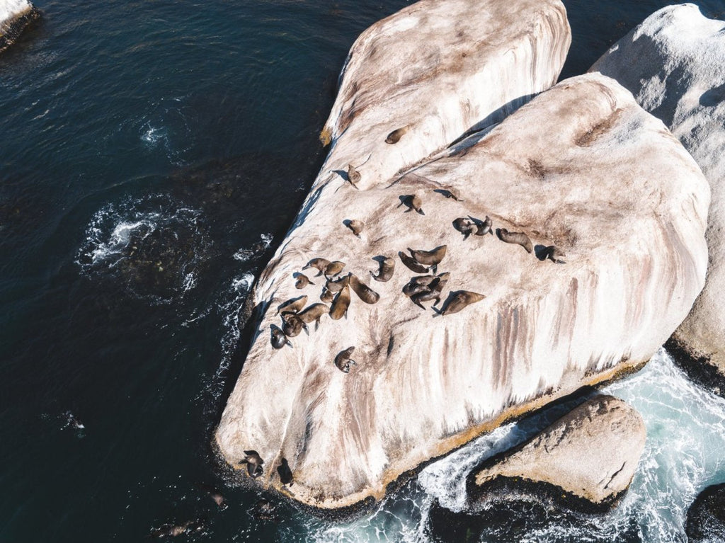 Aerial of seals lying on a big rock at Oudekraal Cape Town