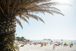 Palm tree and people sunbathing at Clifton fourth beach in Cape Town in summer