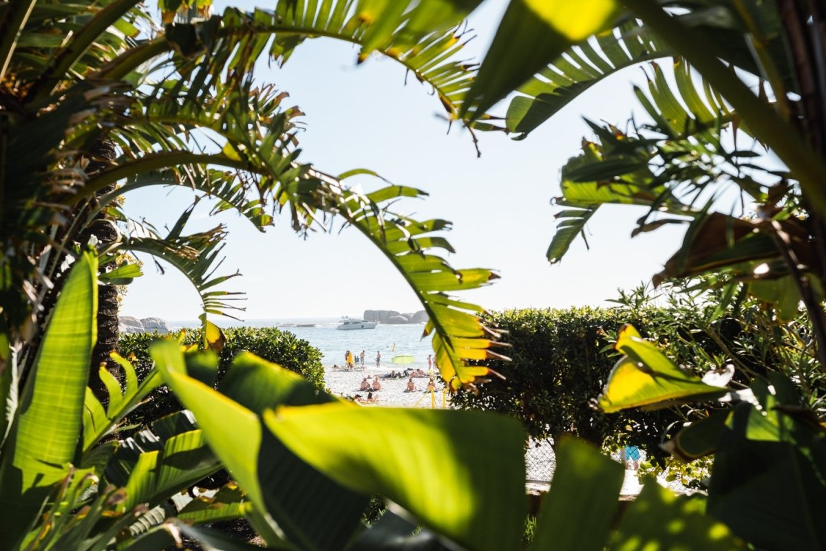 Lots of green plants and leaves opening to Clifton Beach in Cape Town