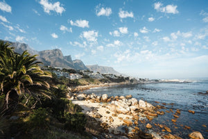 Barley Bay Beach and palm trees along Camps Bay in Cape Town
