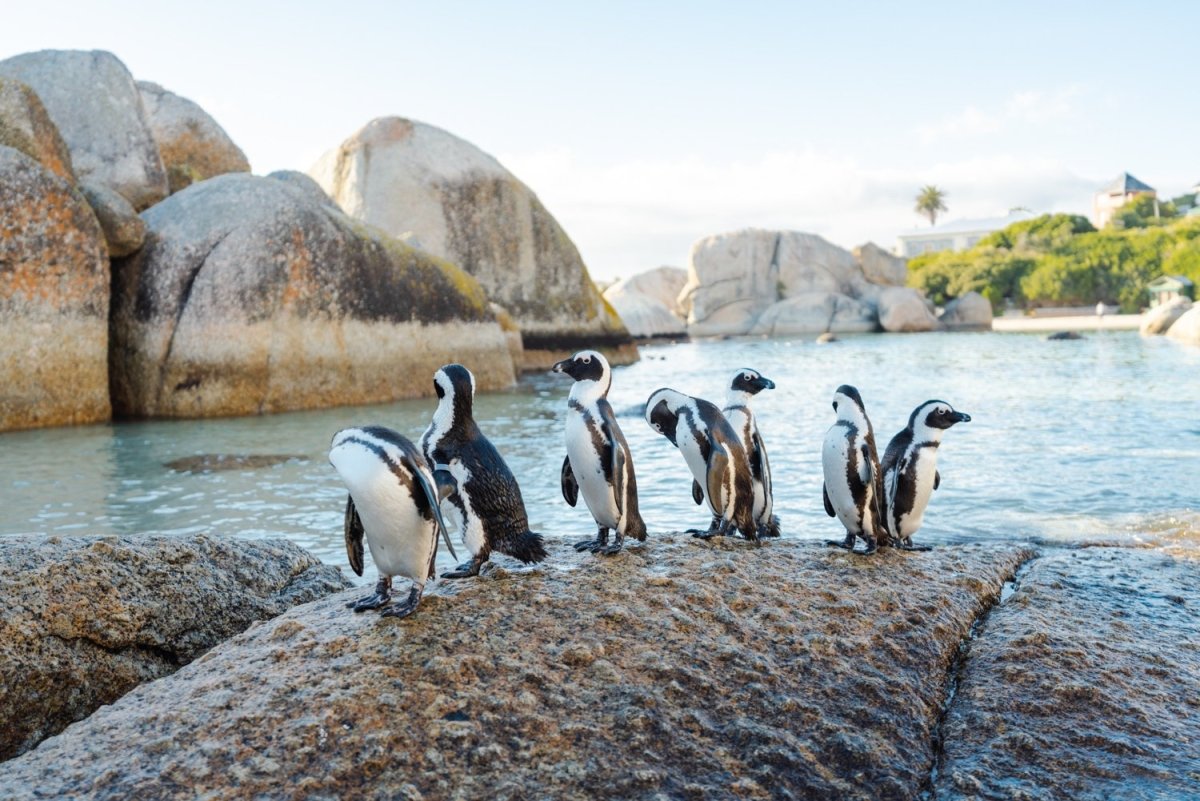 Seven penguins standing on a rock at boulders beach in Cape Town