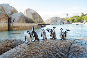 Seven penguins standing on a rock at boulders beach in Cape Town