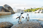 Two penguins standing on a rock at boulders beach in cape town