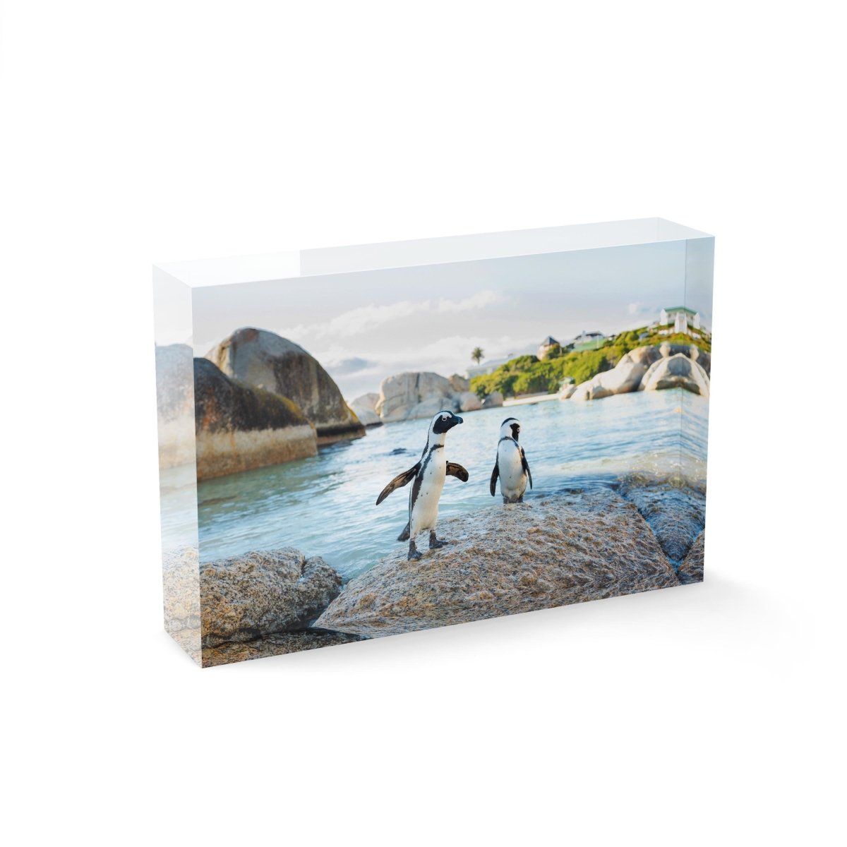 Two penguins standing on a rock at boulders beach in cape town