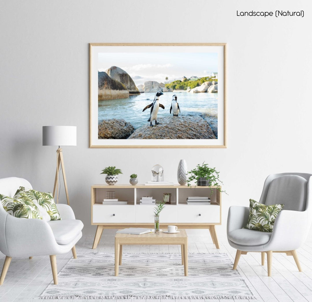 Two penguins standing on a rock at boulders beach in cape town in a natural fine art frame