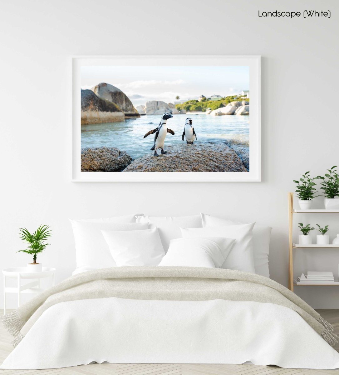 Two penguins standing on a rock at boulders beach in cape town in a white fine art frame