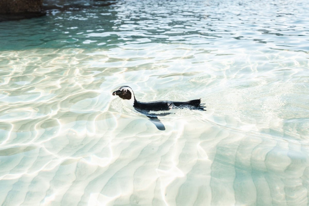 A penguin swimming in light water at boulders beach Cape Town