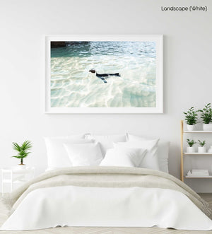 A penguin swimming in light water at boulders beach Cape Town in a white fine art frame