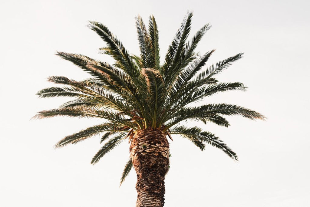 One palm tree with white background sky